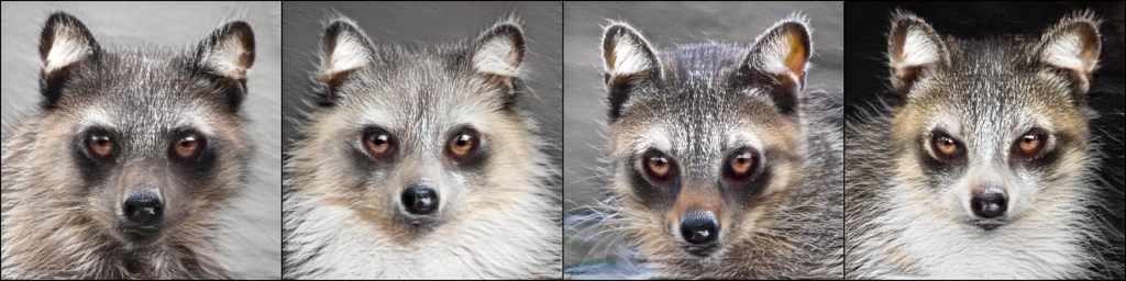 Cat2Raccoon_13.png