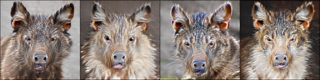 Cat2WildBoar_13.png